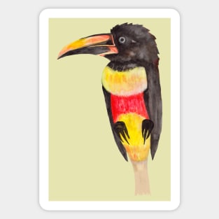 Colorful tropical toucan bird Sticker